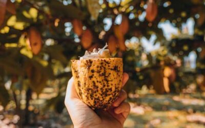 Maui KU’IA Estate Chocolates