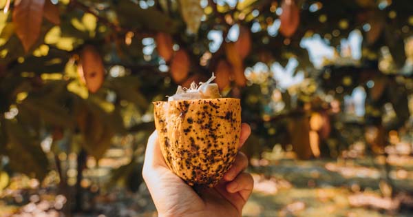 Maui KU’IA Estate Chocolates