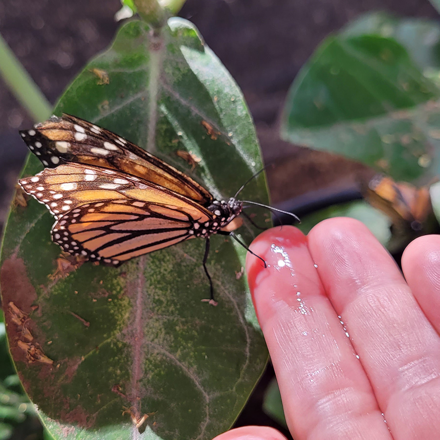 Feeding Monarch at Maui Butterfly Farm