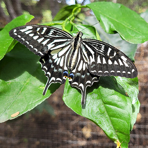 The Maui Butterfly Farm
